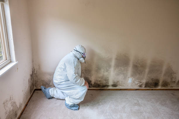 Best Mold Damage Repair  in Walker Mill, MD