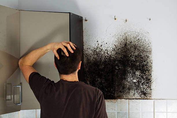 Best Commercial Mold Removal  in Walker Mill, MD